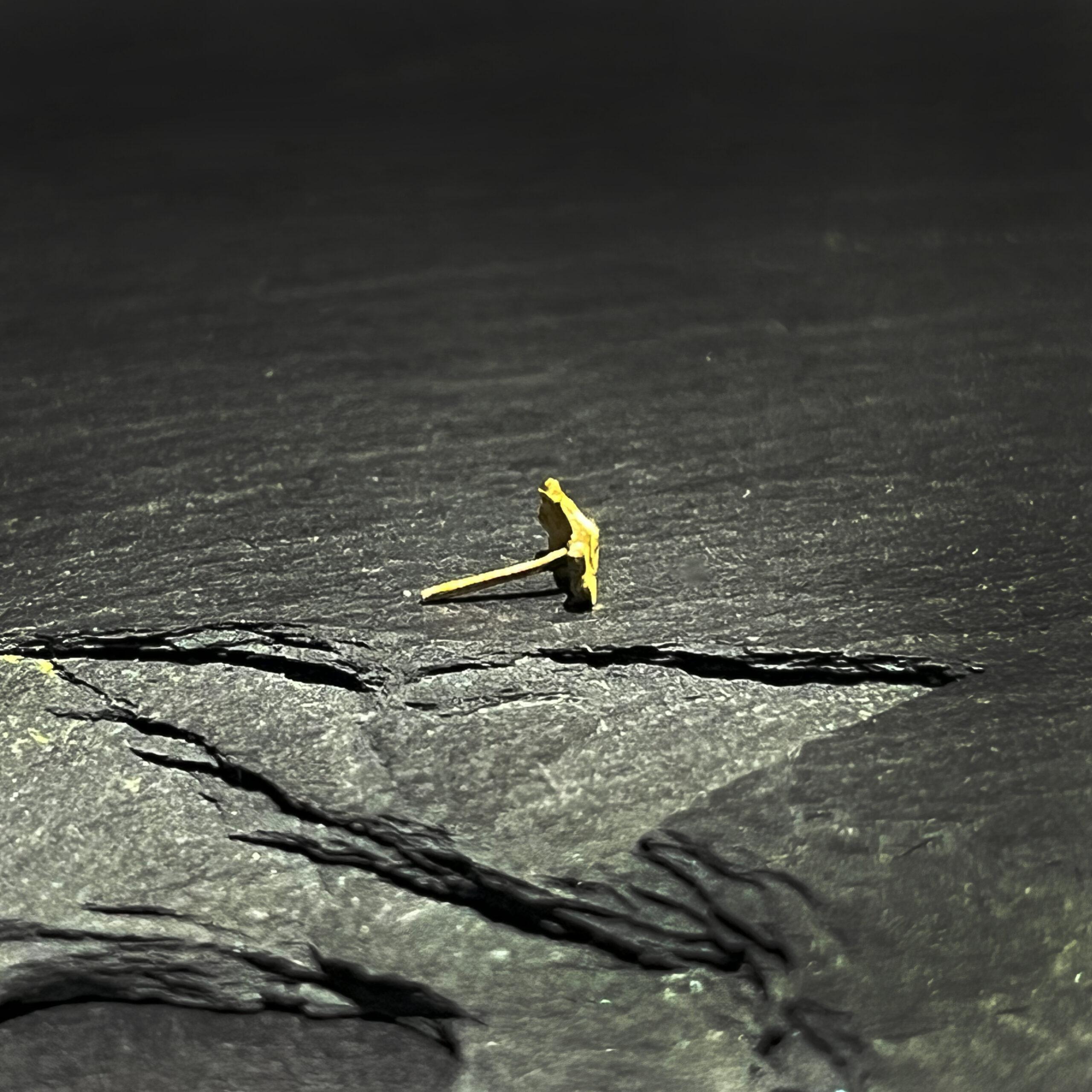 Orrin - Afbeelding 2